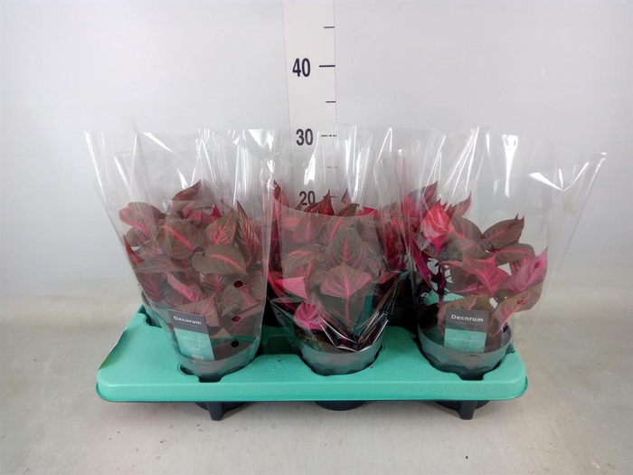 <h4>Iresine herbstii 'Rich Redstar'</h4>