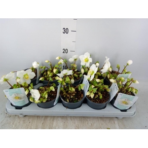 Helleborus niger 'Verb Beauty'