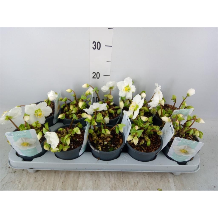 <h4>Helleborus niger 'Verb Beauty'</h4>