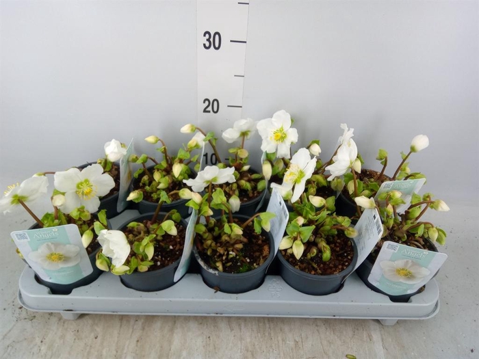 <h4>Helleborus niger 'Verb Beauty'</h4>