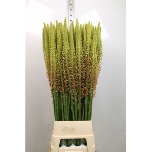 Eremurus Cleopatra