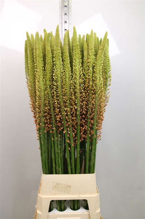 <h4>Eremurus Cleopatra</h4>