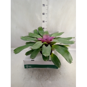 Neoregelia   ...