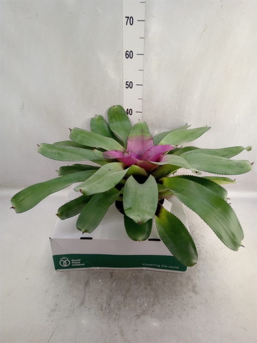 <h4>Neoregelia   ...</h4>