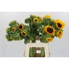 Helianthus Orange Fire