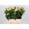 Paeonia Princess Bride