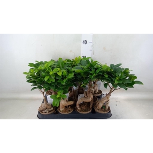 Ficus microcarpa 'Ginseng'