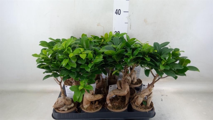<h4>Ficus microcarpa 'Ginseng'</h4>