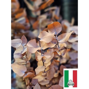 GESTABILISEERD EUC STUARTIANA ORANJE