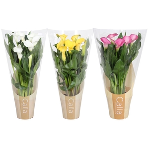 Zantedeschia gemengd Calla 50cm mix in bedrukte hoes