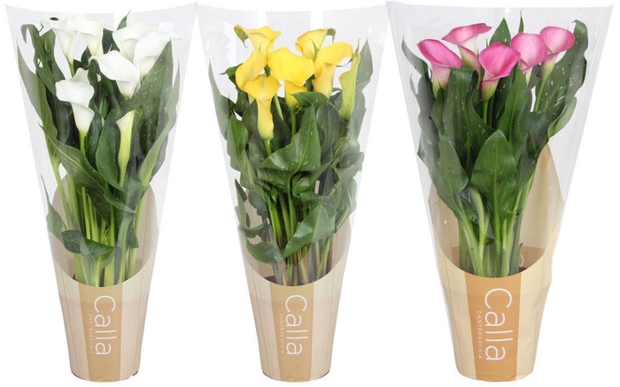 <h4>Zantedeschia gemengd Calla 50cm mix in bedrukte hoes</h4>