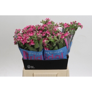 Oxypetalum Bridal Diana