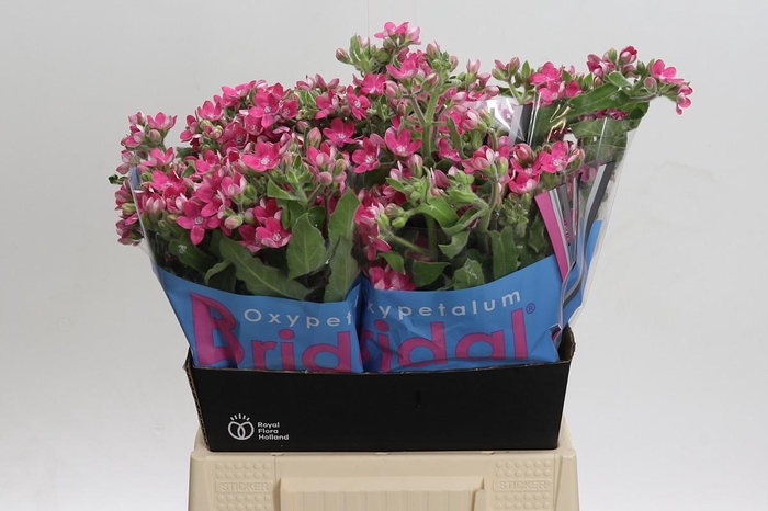 <h4>Oxypetalum Bridal Diana</h4>