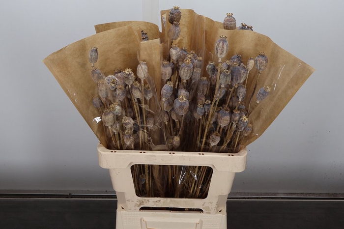 <h4>Deco Bunch Papaver Slv 180g L65</h4>