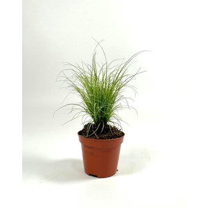 Carex Frosted Curls p8