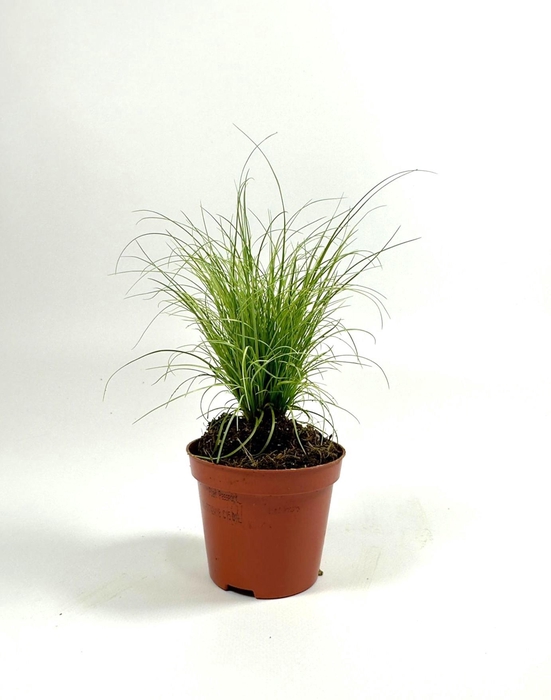 <h4>Carex Frosted Curls p8</h4>