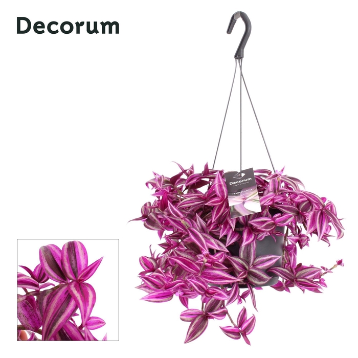 <h4>Tradescantia zebrina Pink Paradise</h4>