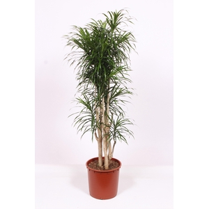 Dracaena Anita