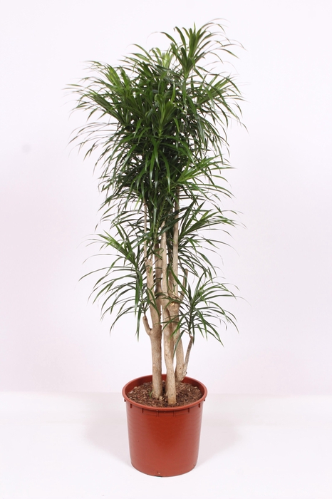 <h4>Dracaena Anita</h4>