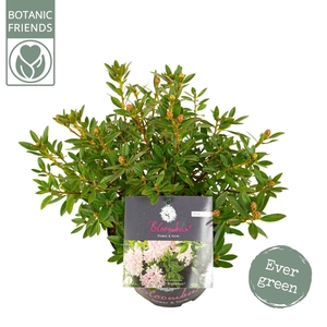 Rhododendron 'Bloombux' Pink