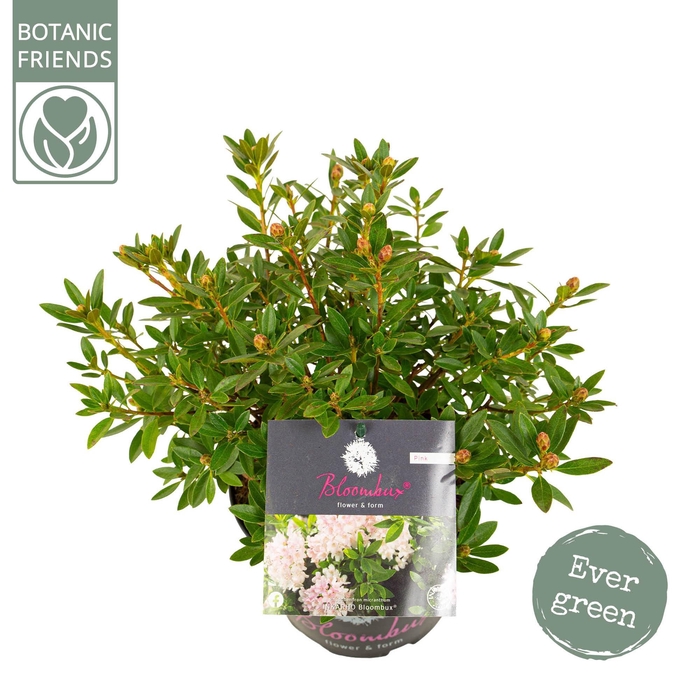 <h4>Rhododendron 'Bloombux' Pink</h4>