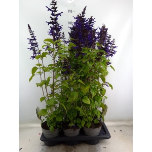 Salvia  'Salgoon Lake Onega Impr.'