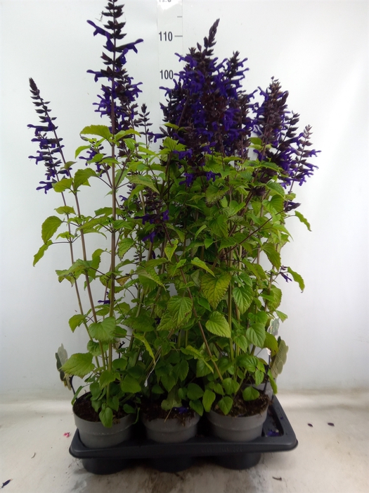 <h4>Salvia  'Salgoon Lake Onega Impr.'</h4>
