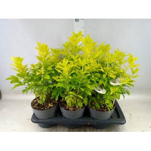 Choisya ternata