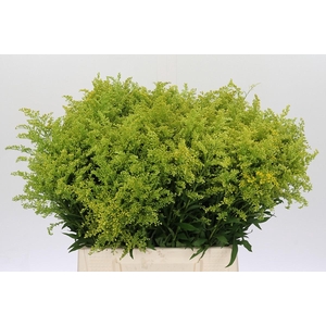 Solidago Tara Gold