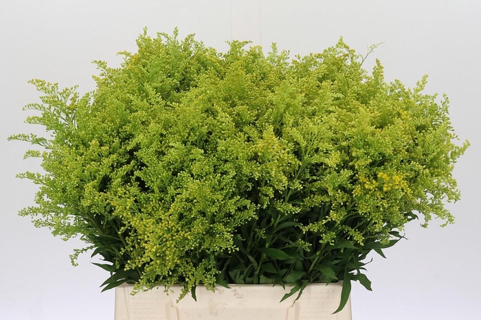 <h4>Solidago Tara Gold</h4>