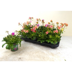LEWI COTYLEDON