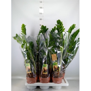 Zamioculcas zamiifolia