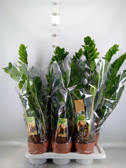 <h4>Zamioculcas zamiifolia</h4>