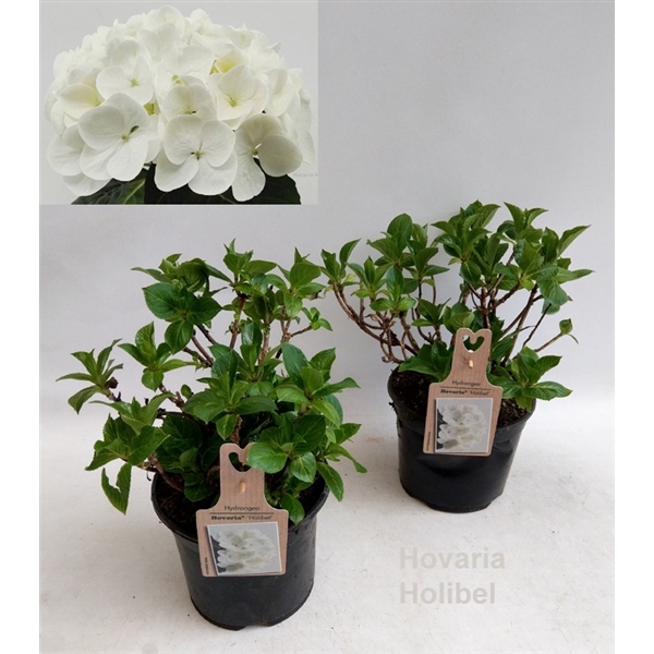 <h4>Hydrangea Hovaria Holibel Garden 19cm</h4>