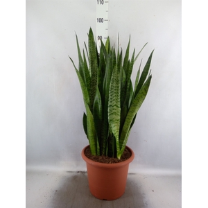 Sansevieria zeylanica