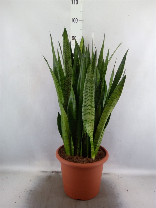 <h4>Sansevieria zeylanica</h4>