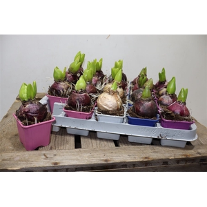 arr8 Hyacin Gem 4 Kl