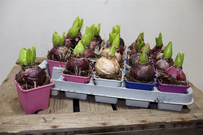 <h4>arr8 Hyacin Gem 4 Kl</h4>