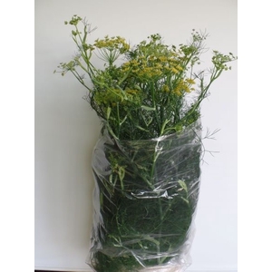FOENICULUM VULGARE