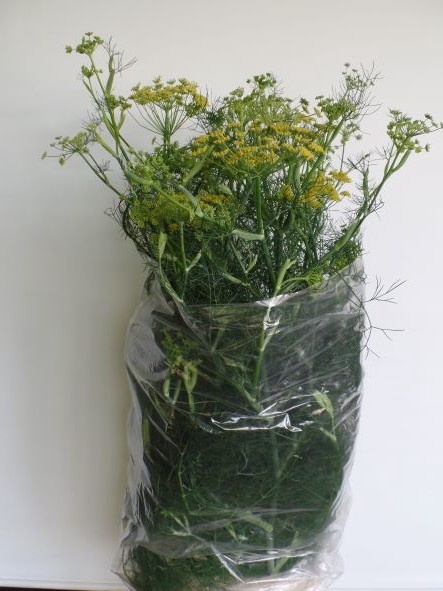 <h4>FOENICULUM VULGARE</h4>