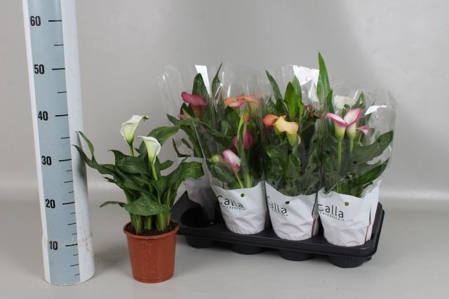 <h4>ZANT GEM 3 KL</h4>