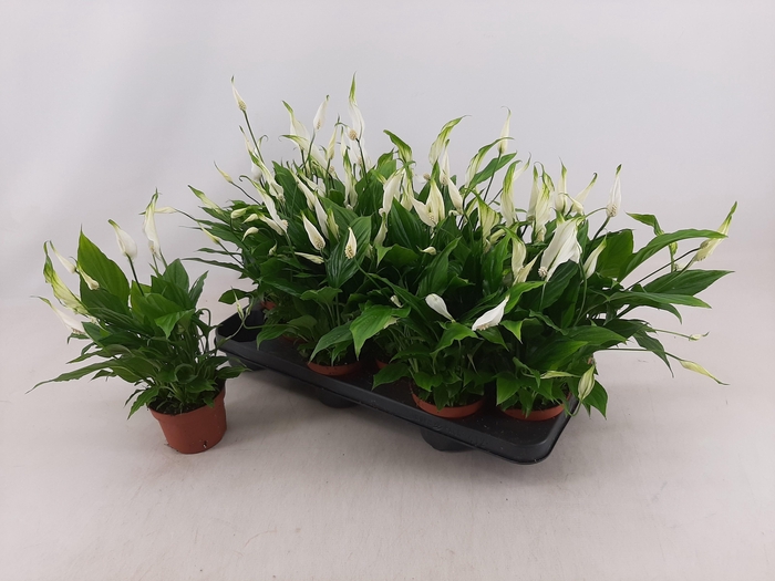 <h4>SPATH CHOPIN</h4>