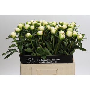Paeonia Duchesse De Nemours