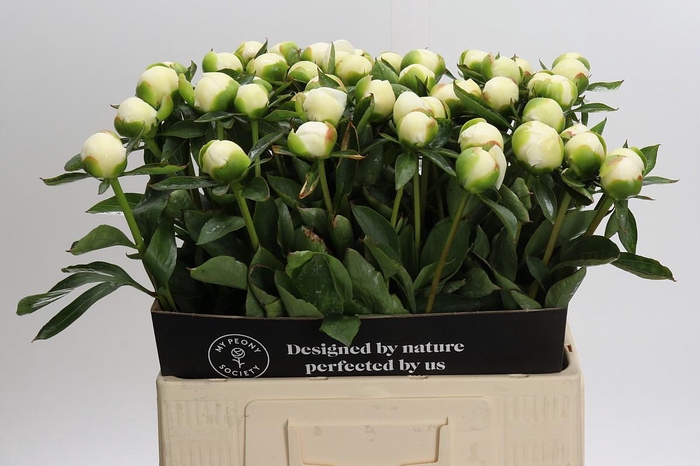 <h4>Paeonia Duchesse De Nemours</h4>