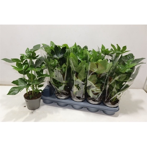 Fatsia Ov