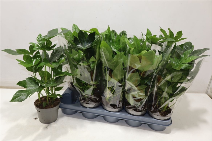 <h4>Fatsia Ov</h4>