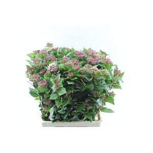 Viburnum Tinus Red Spirit