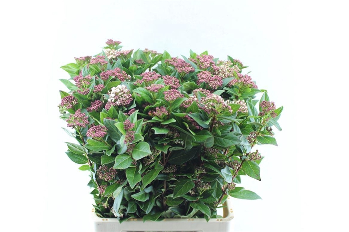 <h4>Viburnum Tinus Red Spirit</h4>