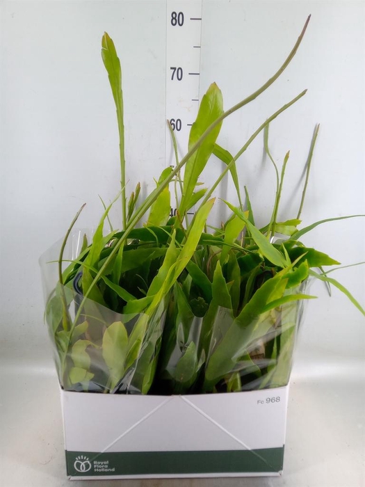 <h4>Epiphyllum   ...</h4>