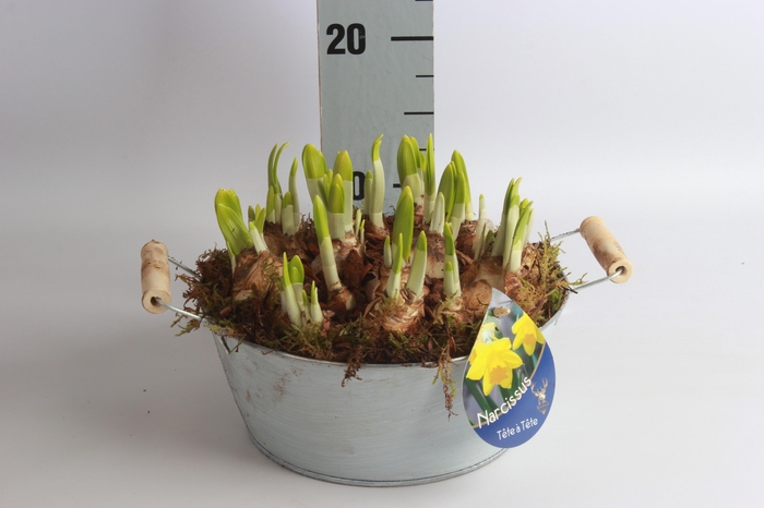 <h4>Arr Narcissus</h4>